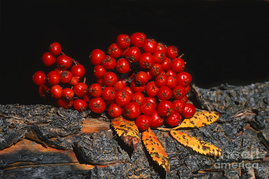 Berries and Bark Photograph by Sandra Bronstein