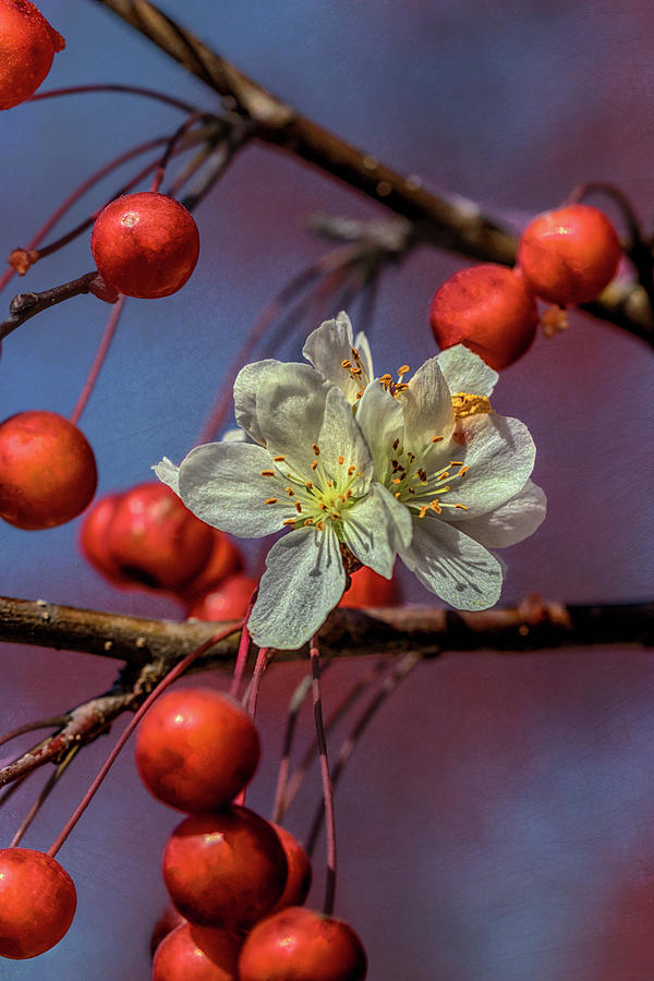 Berries and Blossoms Photograph by Susan Rissi Tregoning