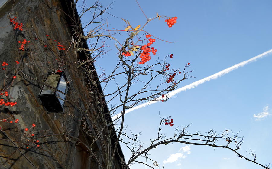 Berries and Contrail Photograph by Adrian Wale