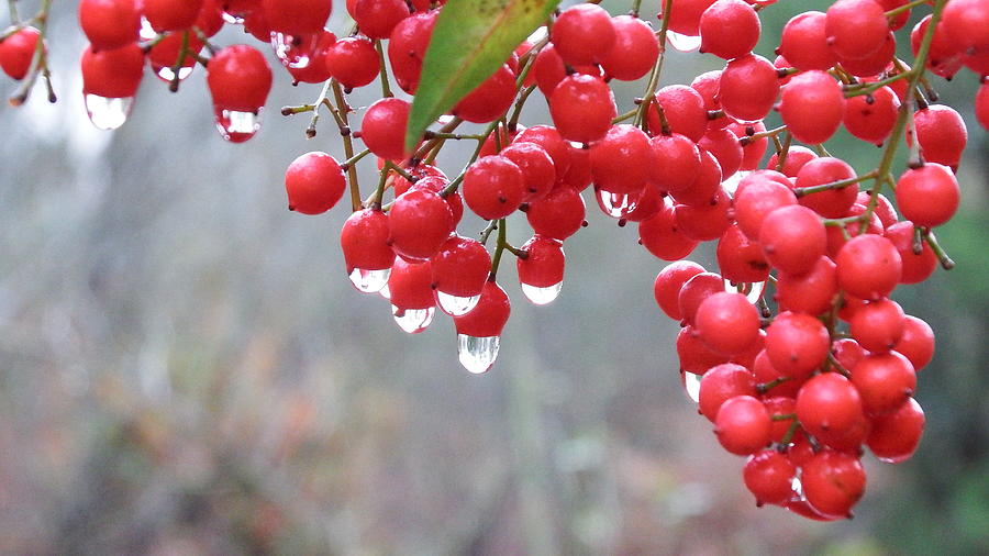 Berry Photograph - Berries and Raindrops by Cathy Harper