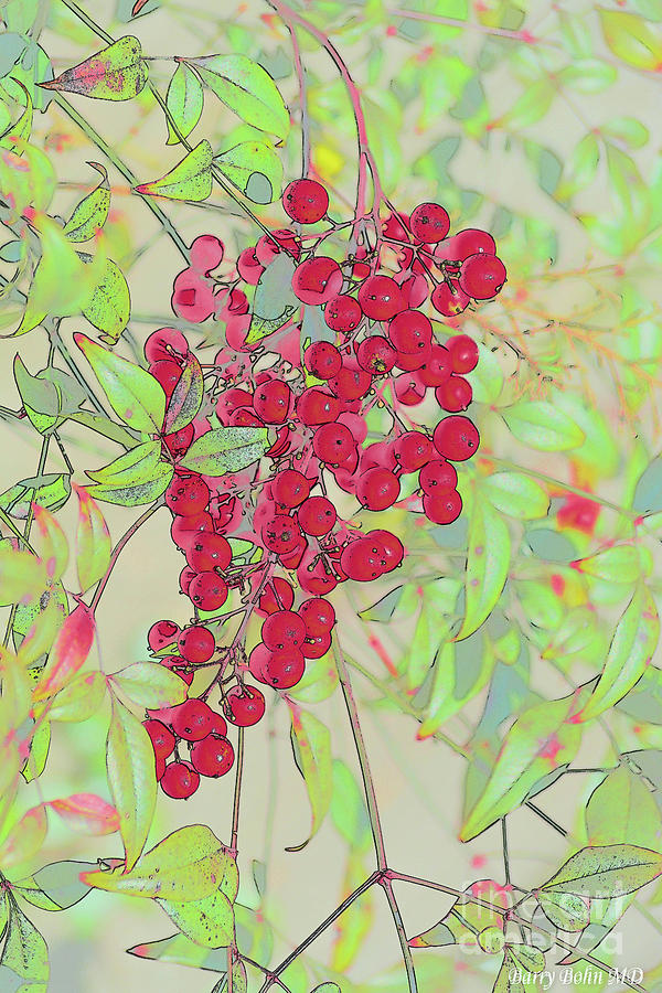 Nandina or Sacred Berries  Photograph by Barry Bohn