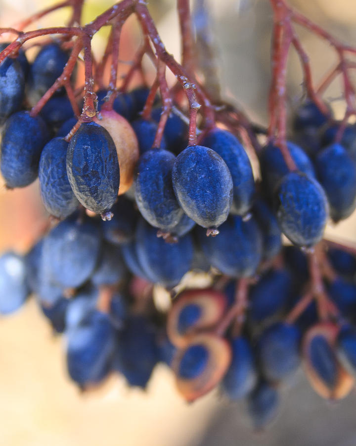Berries Blue Too Photograph by Scott Wood