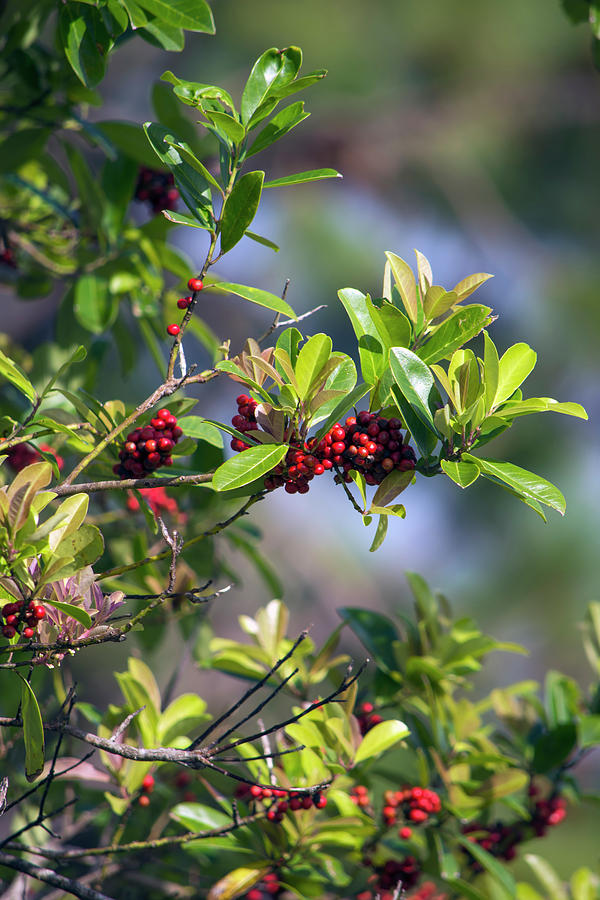 Berries By The Marsh Photograph by William Tasker - Fine Art America