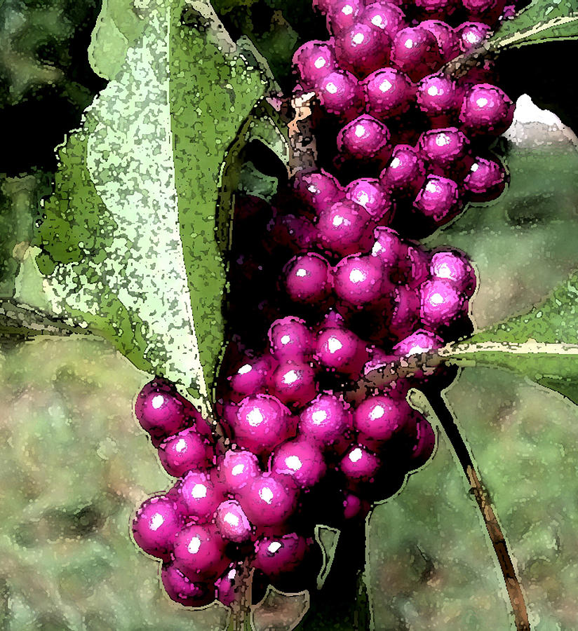 Berries Photograph by George Gadson