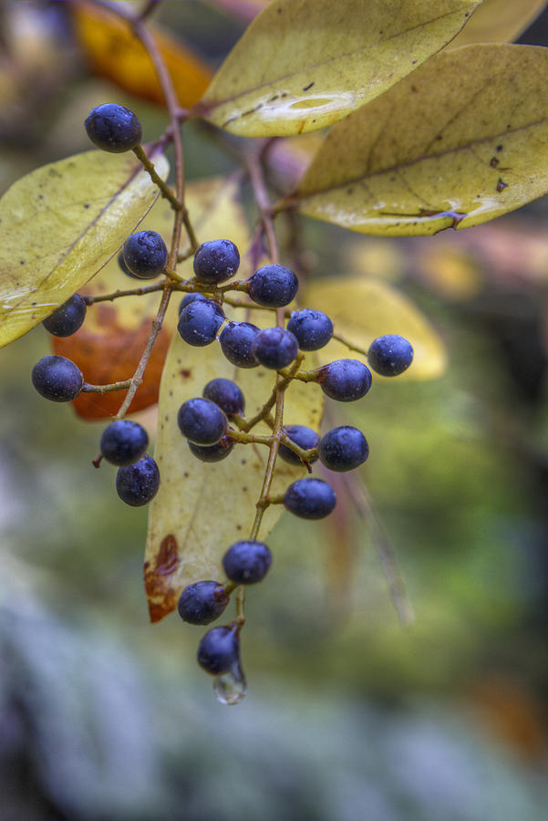 Berries in Autumn Photograph by Steve Gravano