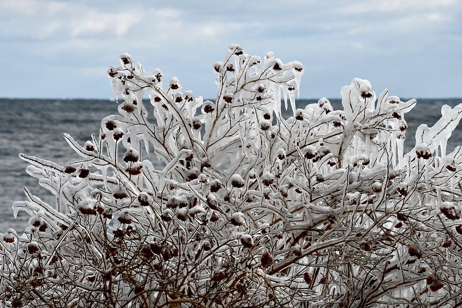 Berries in Ice Photograph by Hella Buchheim