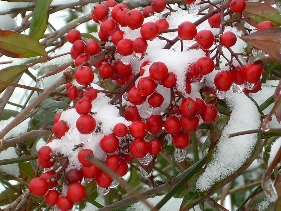 Berries in Snow and Ice Photograph by Muri McCage - Fine Art America