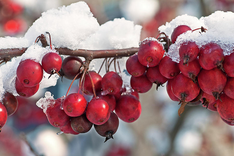 Berries In The Snow Photograph by Benjamin DeHaven