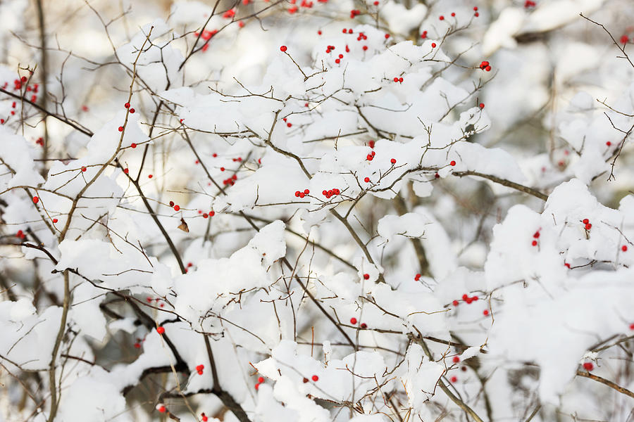 Berries in the Snow Photograph by Lori Rider - Fine Art America