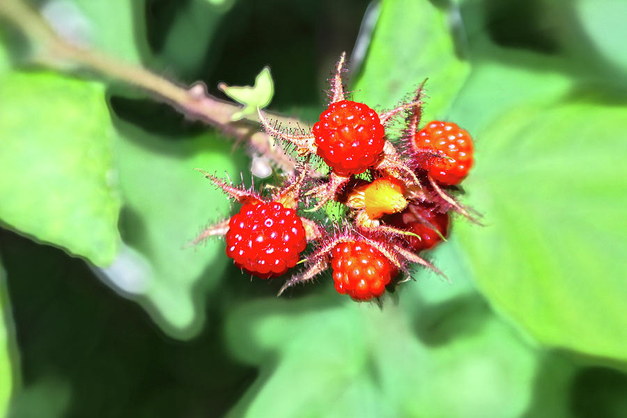 Raspberry Photograph - Berries by JB Stran