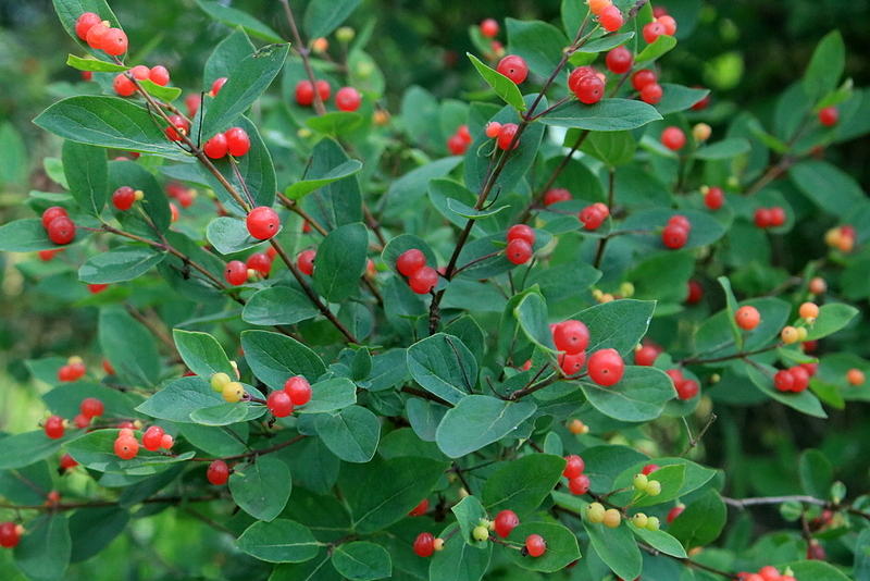 Berries Photograph by Karen Mayer - Fine Art America