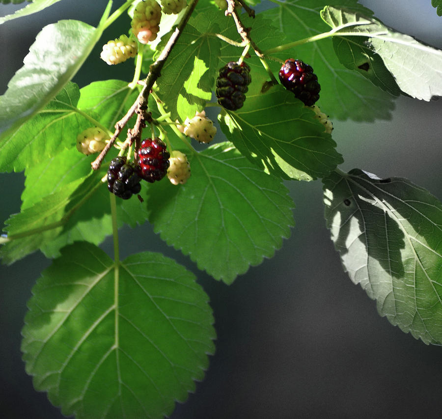 Berries Photograph by La Dolce Vita