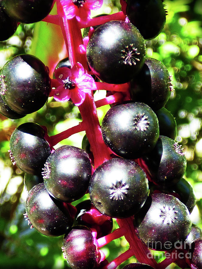 Wild Purple Pokeweed Berries Photograph By Leara Nicole Morris Clark Fine Art America 3371