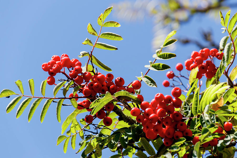 Berries of red mountain ash in leaves Photograph by Emma Grimberg