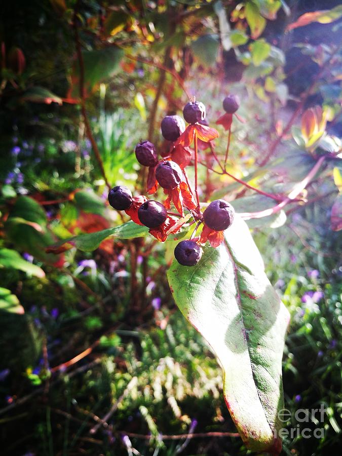 Berries of the last autumn Photograph by Jarek Filipowicz
