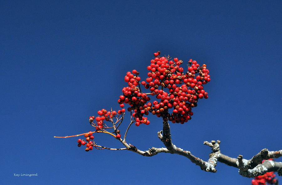 Nature Photograph - Berries on a Blue Sky by Kay Lovingood