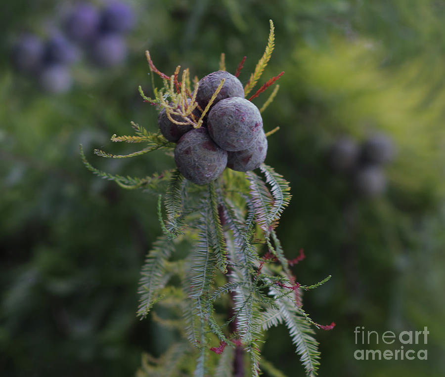 Berries on a Cedar Tree Photograph by Dale Powell