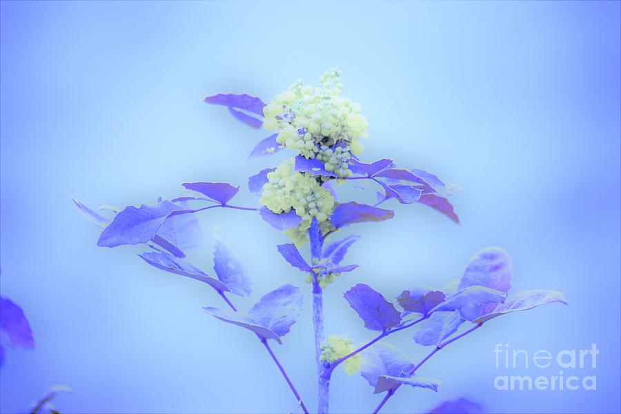 Berries on blue Photograph by Merle Grenz