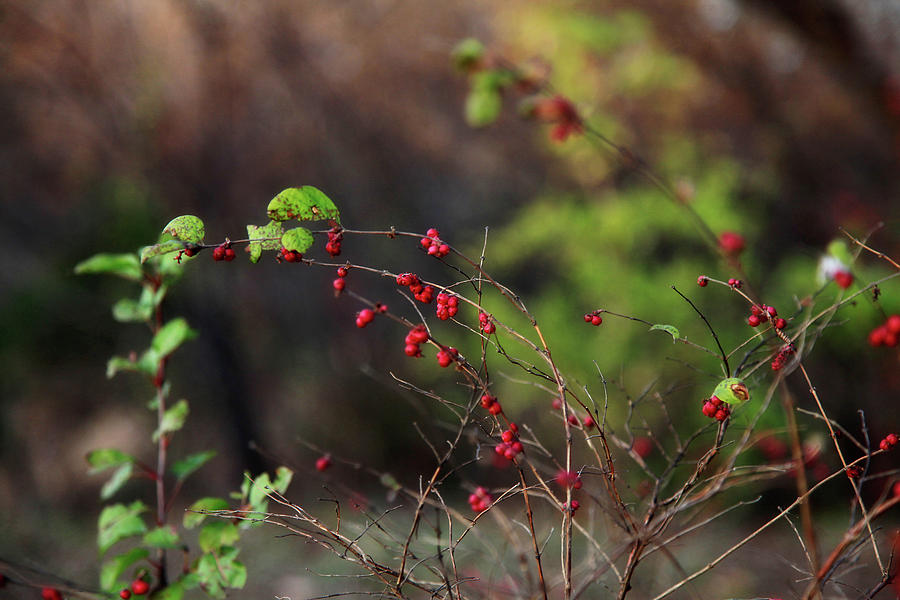 Berries on Branches Photograph by Toni Hopper