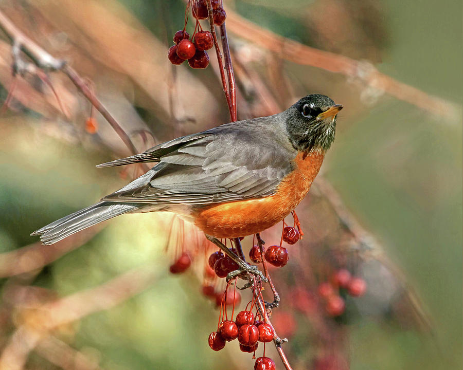 Robin Photograph - Berries on the Menu by Donna Kennedy