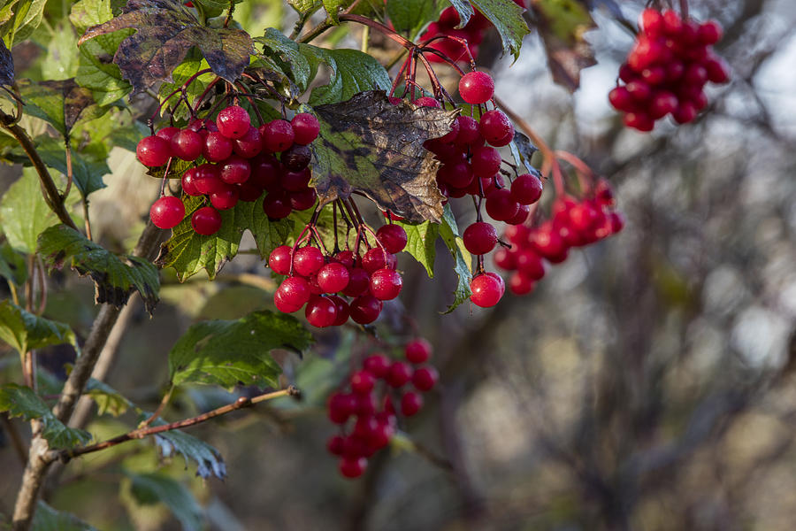 Berries on Tree Photograph by John McGraw