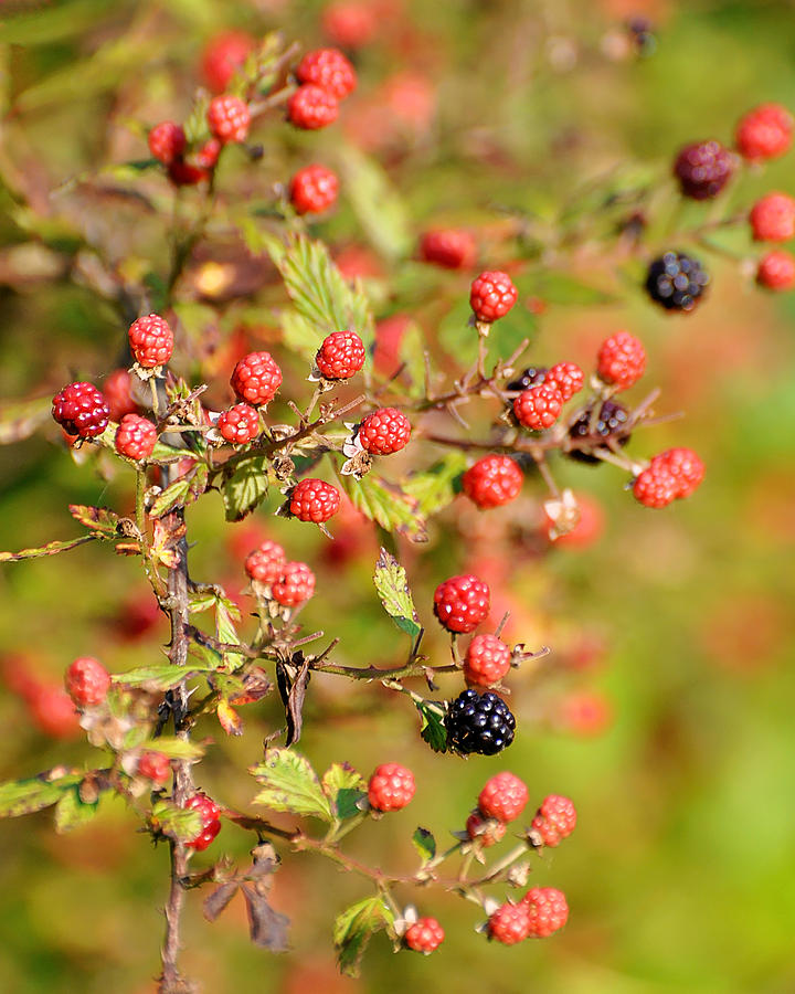 Berries Photograph by Pam Garcia - Fine Art America