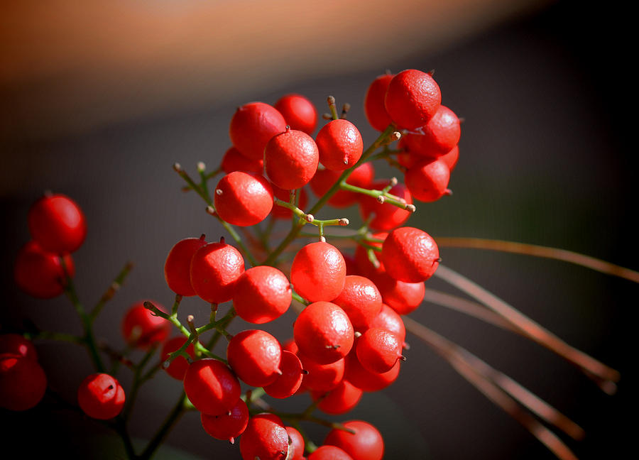 Berries Photograph - Berries by Russ Mullen