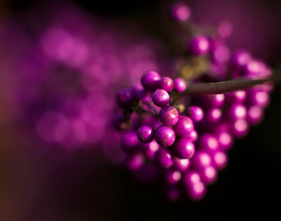 Still Life Photograph - Berries Still Life by Mike Reid