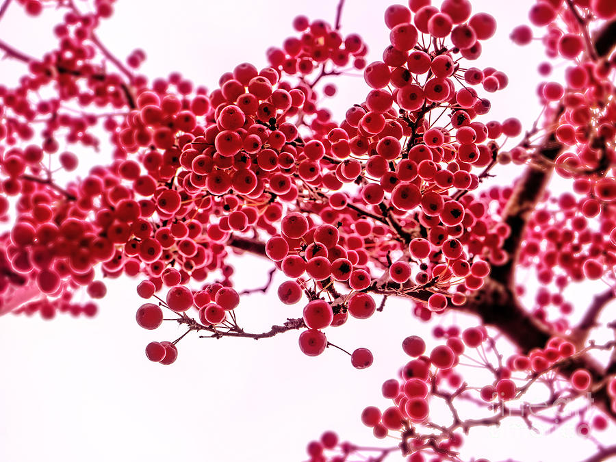 Fall Photograph - Berries by Wei-San Ooi