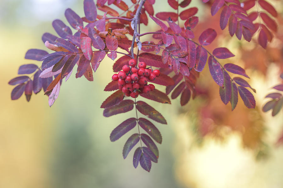 Fall Photograph - Berry Beauty by Joy McAdams