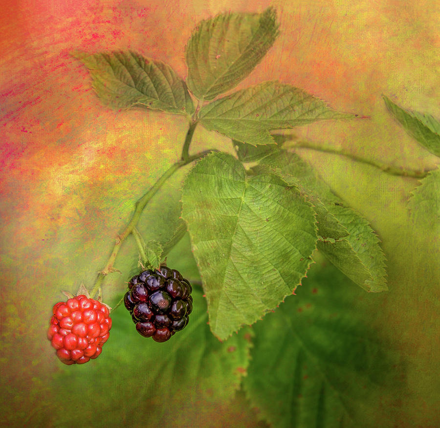 Berry Berry Photograph by Wes Iversen