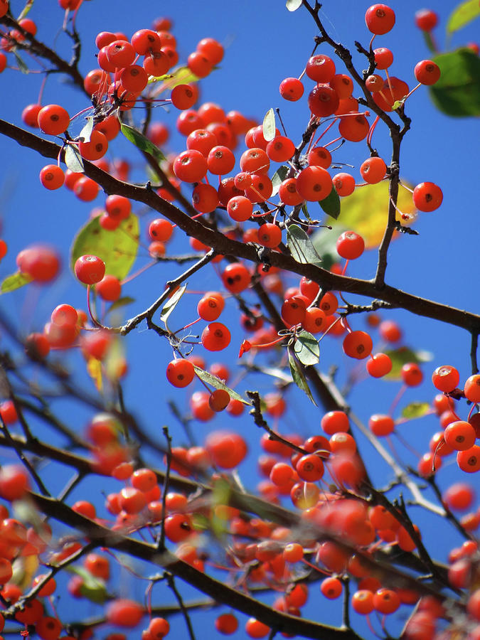 Tree Photograph - Berry Bunches by Jamie Johnson