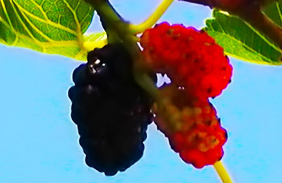 Fruit Photograph - Berry Good by Bill Cannon
