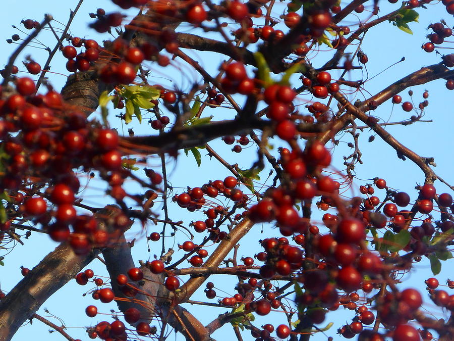 Berry Good Photograph by Therese Mika - Fine Art America