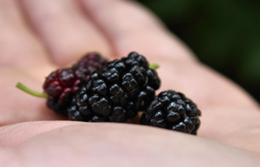 Fruit Photograph - Berry Handy by Karen Scovill