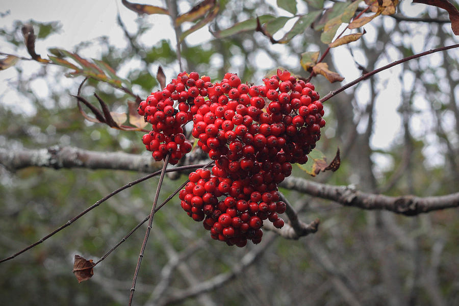 Berry Heart - Acadia Maine Photograph by Kirkodd Photography Of New England