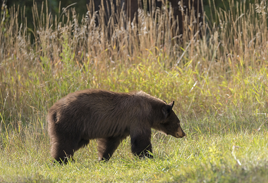 Berry Hunting Bear Photograph by Loree Johnson