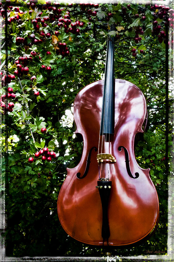 Berry Mellow Cello Photograph by Mick Anderson