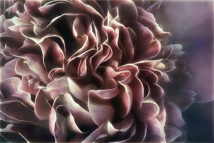 Berry Peony Photograph by Darlene Kwiatkowski Berry Peony Photograph by Darlene Kwiatkowski