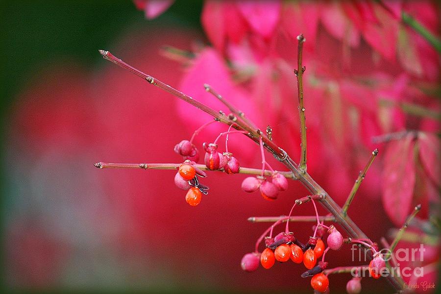 Nature Photograph - Berry Pink by Linda Galok