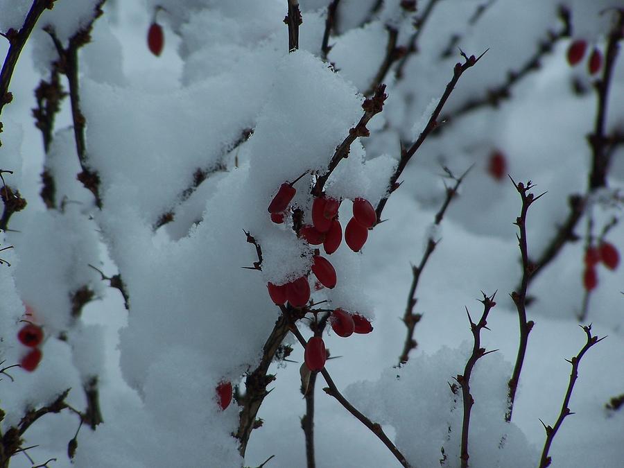 Berry Snowy Photograph by Lila Mattison