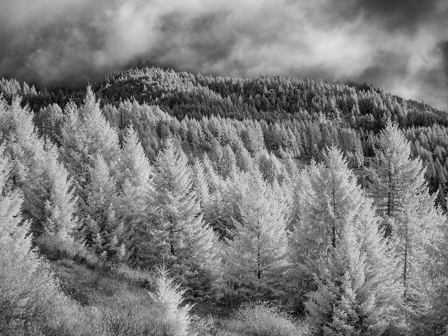 Berry Summit in Infrared Photograph by Greg Nyquist