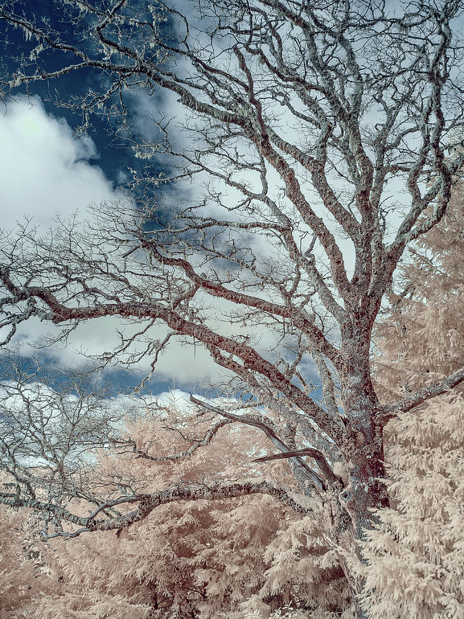 Berry Summit Tree in False Color Photograph by Greg Nyquist