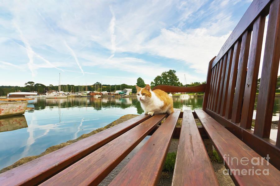 Animal Photograph - Bert the Mylor Bridge Cat by Terri Waters