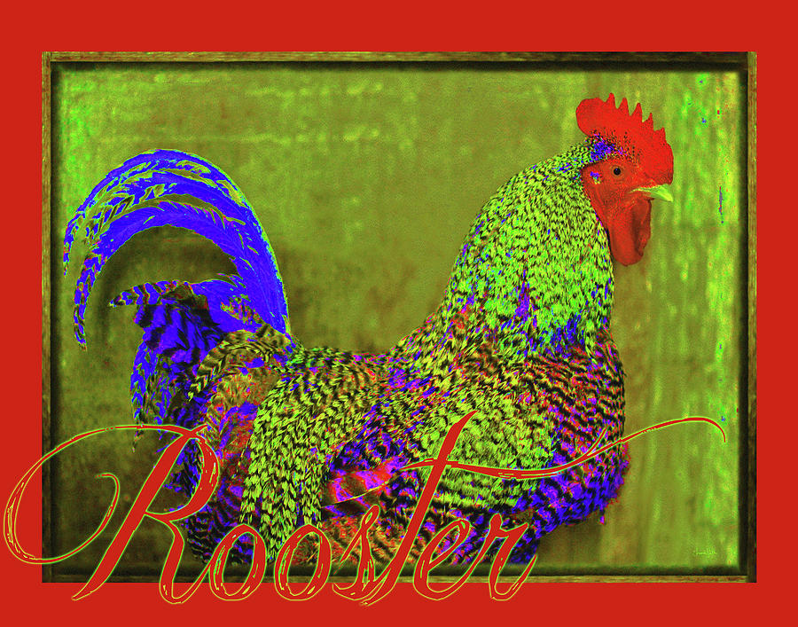 Bert the Rooster Red Photograph by Amanda Smith
