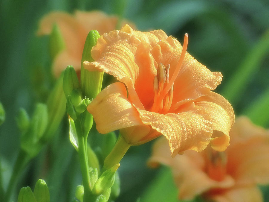 Bertie Blooms - Daylilies Photograph by MTBobbins Photography