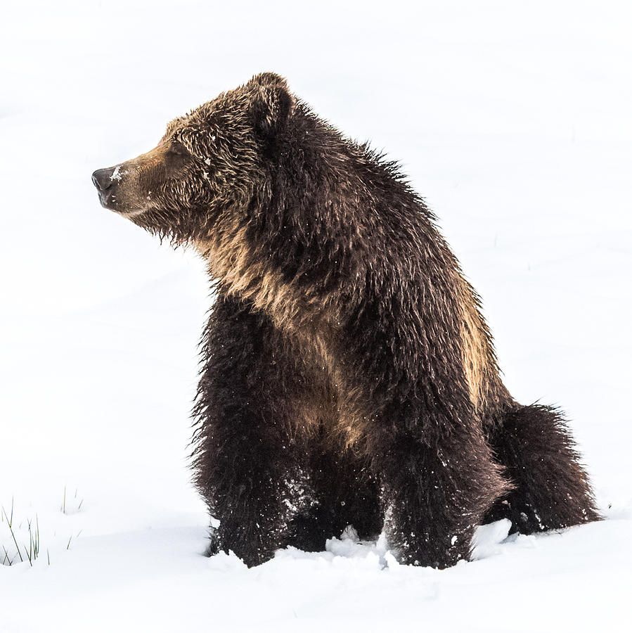Beryl Springs Grizzly Sow In Snow Photograph by Yeates Photography
