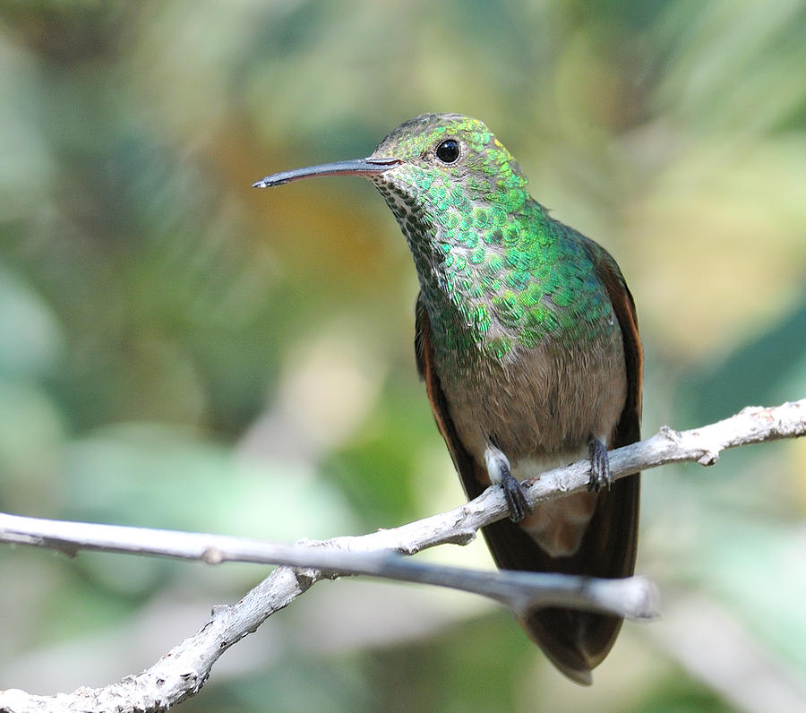 berylline hummingbird