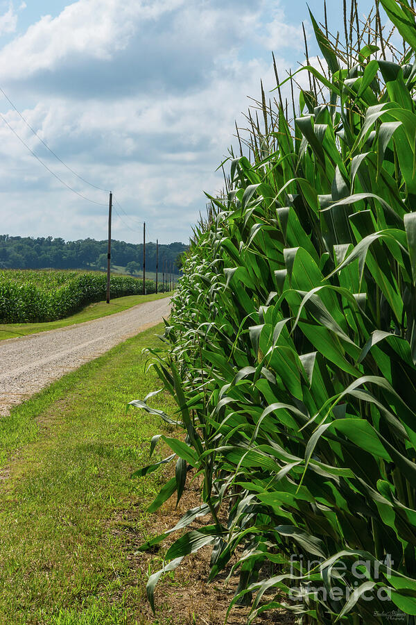 Beside A Corn Field Photograph by Jennifer White