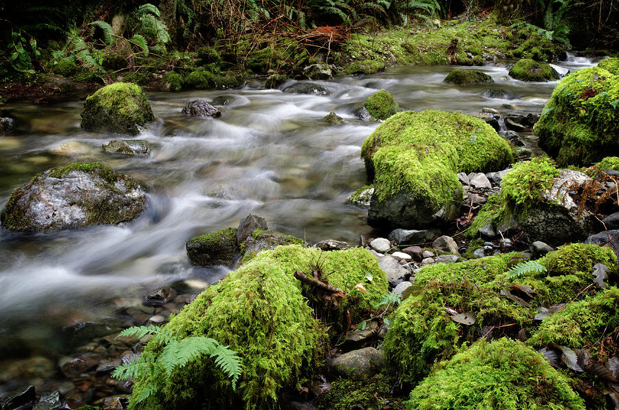 Rainforest Stream Photograph by Margaret Goodwin - Fine Art America